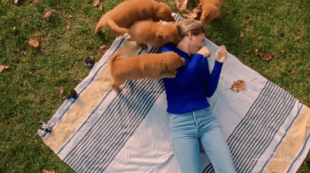 Everything Puppies - Feel Better with Puppies (c) Hallmark