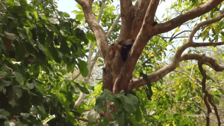 A Costa Rican Wedding - Monkeys (c) Hallmark